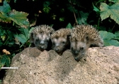 drei Igelkinder sitzen auf einem Stein unter einer Hecke