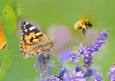 Bienen und Schmetterlinge auf Lavendel